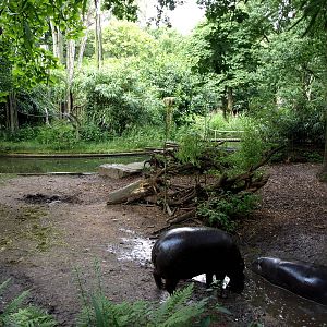 Duisburg Zoo - Pygmy hippo exhibit
