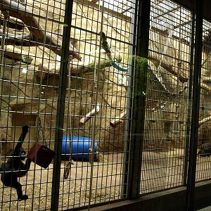 Duisburg Zoo - Equatorium (gorillas)