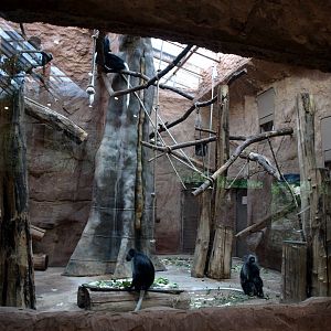 Duisburg Zoo - Equatorium (colobus monkeys)
