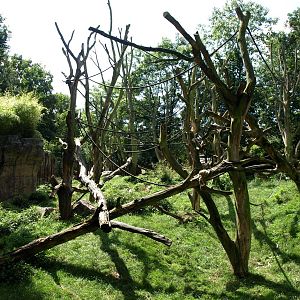 Duisburg Zoo - Gorilla Bush