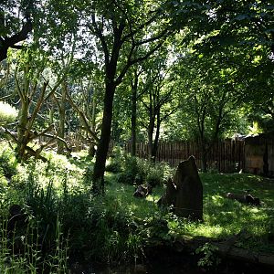 Duisburg Zoo - Gorilla Bush