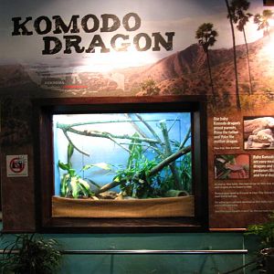 Baby Komodo Dragon exhibit
