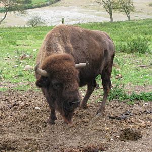 American Bison