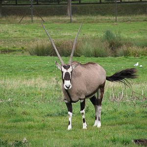 Gemsbok