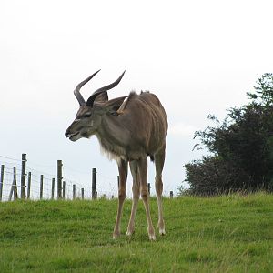Greater Kudu