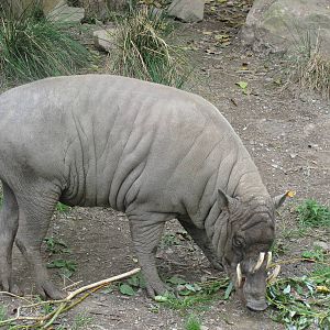 Babirusa