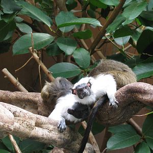 Pied Tamarin