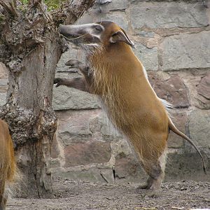Red River Hog