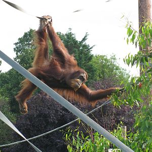 Orangutan