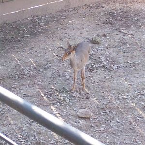 3-legged Gunther's Dik-Dik