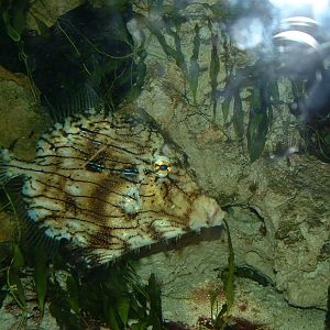 Tasselled Filefish - Bristol Zoo Aquarium Sept 2009