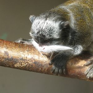 Emperor Tamarin