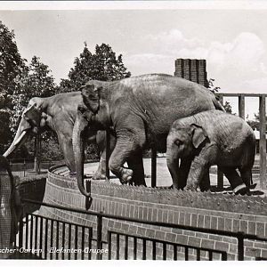 Old Elephant Exhibit