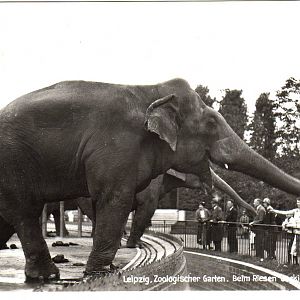 Jackie, the elephant bull