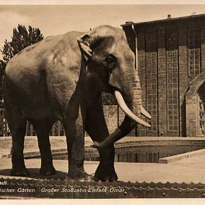 Omar, the famous bull elphant.