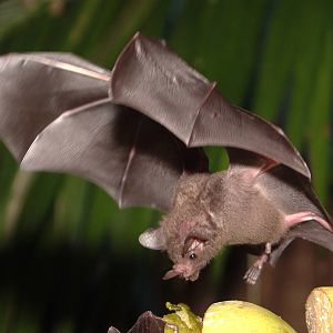 Seba's Fruit-eating Bat