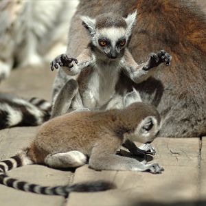 Ring-tailed Lemur babies