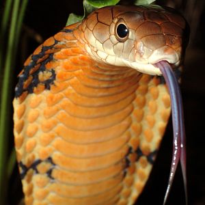King Cobra