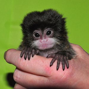 Emperor Tamarin