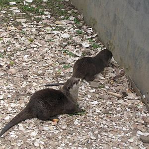 Asian small-clawed otters at Galloway Wildlife Conservation Park