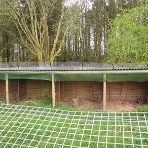 Bat eared fox at Galloway Wildlife Conservation Park