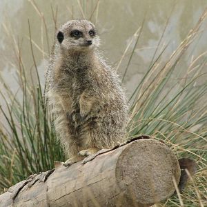 Meerkat at Galloway Wildlife Conservation Park