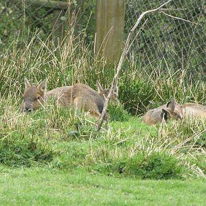 Mara at Galloway Wildlife Conservation Park