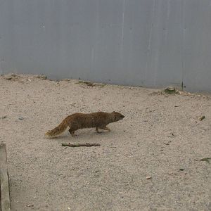 Mongoose at Galloway Wildlife Conservation Park