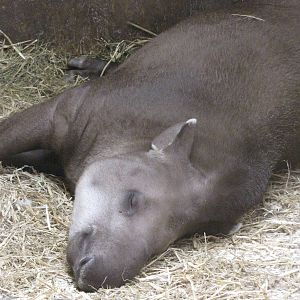 Tapir at Galloway Wildlife Conservation Park
