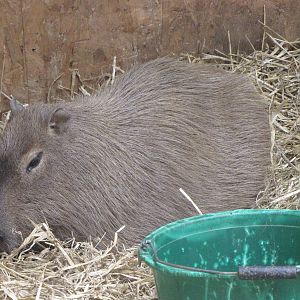 Capybara at Galloway Wildlife Conservation Park