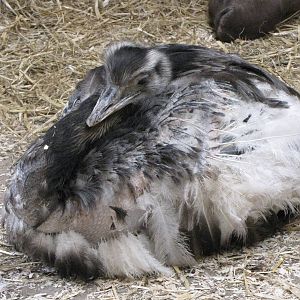 Rhea at Galloway Wildlife Conservation Park