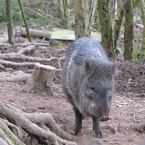 Peccary at Galloway Wildlife Conservation Park