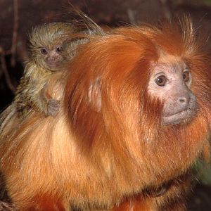 Golden Lion Tamarin and Pygmy Marmoset babies