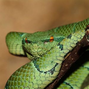 Wagler's Pit Viper