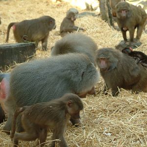 Baboon exhibit