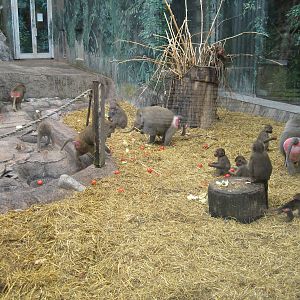 Baboon exhibit