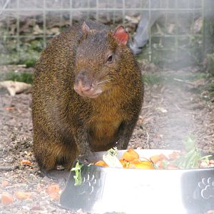 Galloway Wildlife Conservation Park