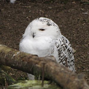 Galloway Wildlife Conservation Park