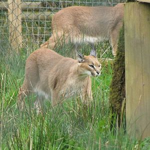 Galloway Wildlife Conservation Park