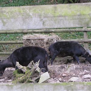 Galloway Wildlife Conservation Park