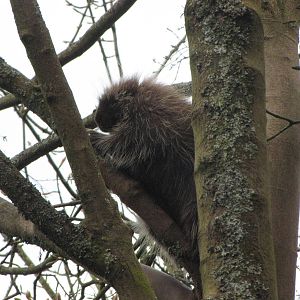 Galloway Wildlife Conservation Park