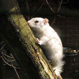 Galloway Wildlife Conservation Park