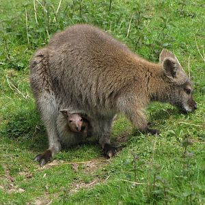 Galloway Wildlife Conservation Park