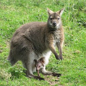 Galloway Wildlife Conservation Park