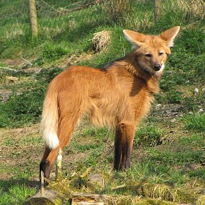 Galloway Wildlife Conservation Park