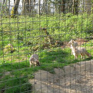 Galloway Wildlife Conservation Park