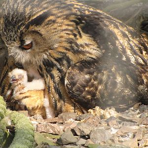 Galloway Wildlife Conservation Park