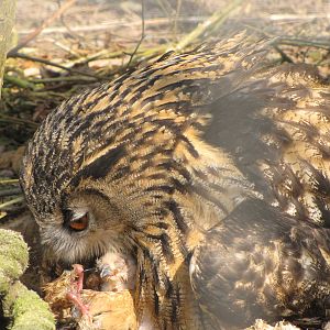Galloway Wildlife Conservation Park