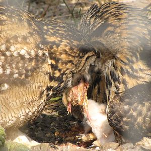 Galloway Wildlife Conservation Park