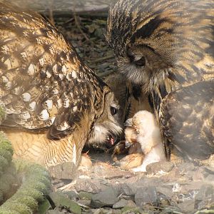 Galloway Wildlife Conservation Park